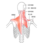 僧帽筋　菱形筋　イラスト