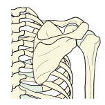 肩甲骨　イラスト
