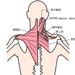 肩周りの筋肉