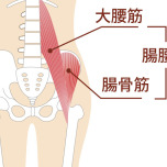 腸腰筋