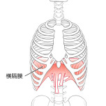 横隔膜
