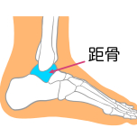 距骨