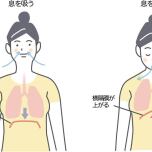 横隔膜