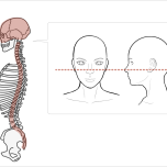 頭と脊椎の構造の確認