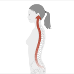 頭は耳たぶより高いところにあり、脊椎は頭のある方に向かって伸びていく