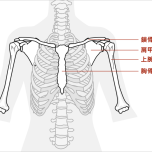 腕と肩の構造