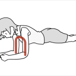 腕は鎖骨から始まっていて、腕と胴体の前側でアーチを作る