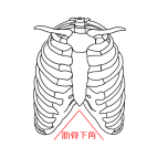 肋骨下角