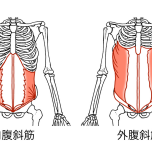 腹斜筋