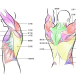 肩甲骨周囲の筋肉