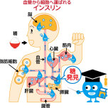 食後のインスリンの働きと流れ