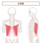 広背筋