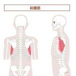 前鋸筋