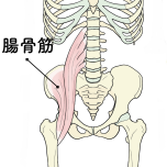 腸骨筋
