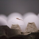 ひびの入った卵の殻