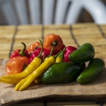 いろいろな唐辛子