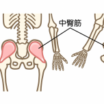 中臀筋
