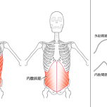 筋肉たち