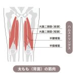 ハムストリングス