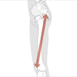 「太ももの骨が伸びる」と思う