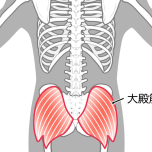 大臀筋