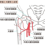 大腿動静脈 イラスト