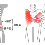 腸腰筋 外旋六筋 イラスト