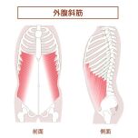 外腹斜筋
