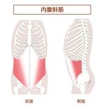 内腹斜筋
