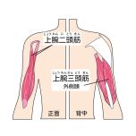 腕の筋肉