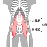 イラスト 腸腰筋