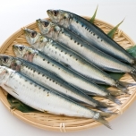 生魚のイメージ