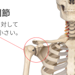 肩