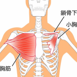 大胸筋