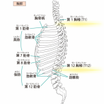 胸椎