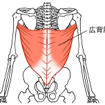 広背筋