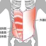 腹斜筋