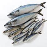 青魚