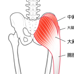 お尻の筋肉