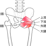 梨状筋