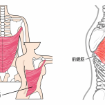 大胸筋、前鋸筋