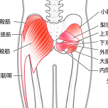 臀筋