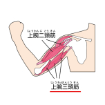 上腕三頭筋