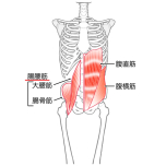 腸腰筋