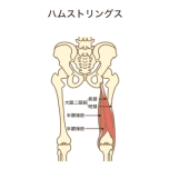 もも裏の筋肉と骨盤