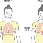 横隔膜