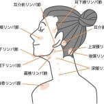 顔のリンパ