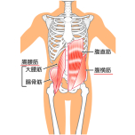 腹横筋・腸腰筋