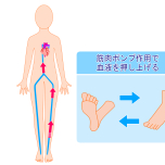 ふくらはぎを動かすとむくみが流れる