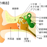 耳の構造